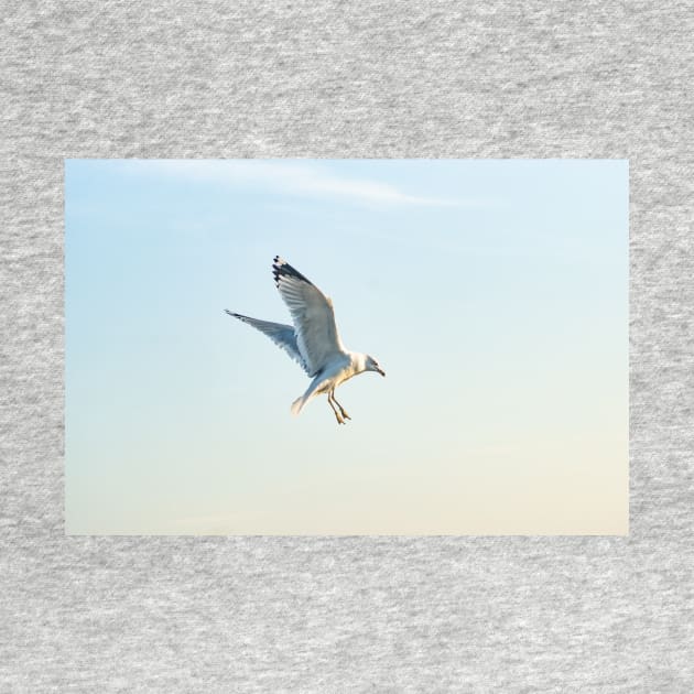 Hovering California gull by KensLensDesigns